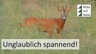 🦌Rehbock BRUNFT Jagd Krimi  guter Rehbock wird erlegt wildaufwald [upl. by Aihppa]