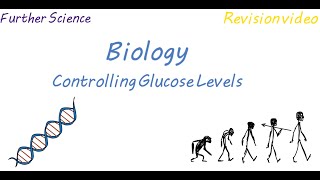 B3 Controlling Glucose Levels Revision [upl. by Dwaine]