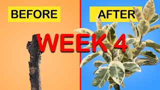 How to get more branches on your Rubber Tree  Ficus Elastica Tineke EASY method Week 4 Update [upl. by Ramhaj]