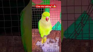 •Mitthu roti khani hai😱🗣️🦜🥰💯parrot clair vices talkng tranding shortfeed foryou ytstudio [upl. by Hannasus]