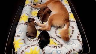 Shiba Inu Puppy Cam  KTeam  Day 03  PM [upl. by Llerrac80]