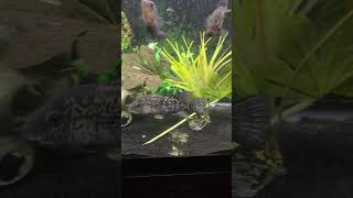 Worlds most aggressive cichlid enjoying his tank mates Black nasty cichlid cichlid predatoryfish [upl. by Emad790]