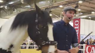 Marius Schneider Academic Art of Riding groundwork work in hand on Equitana [upl. by Arley636]