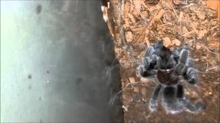 Wolf Spider vs Rose Hair Tarantula [upl. by January]