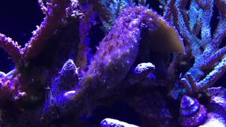 Green Hair Algae REMOVAL  Dolabella Sea Hare Dolabella auricularia [upl. by Aufmann]