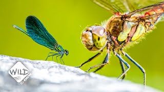 How Damselflies Stand Up Against Dragonflies  Wild to Know [upl. by Einahpit]