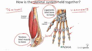 834 Tendons and Ligaments [upl. by Sinnelg800]