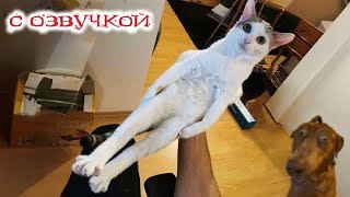 Приколы с котами Смешные коты  С ОЗВУЧКОЙ САМЫЕ СМЕШНЫЕ ЖИВОТНЫЕ [upl. by Enowtna965]