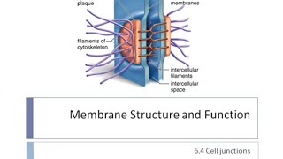 Cell Junctions  Cell Biology [upl. by Surad]