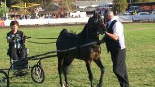 sa junior hackney pony in robertson2007VOB [upl. by Nnyleahs731]