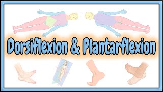 25 Dorsiflexion amp Plantarflexion Terms  2D Animation [upl. by Okimuk]