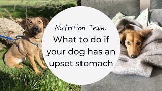 What to do if your dog has an upset stomach [upl. by Animsaj]