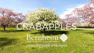 Crabapples in Bloom at Bernheim Forest Clermont KY [upl. by Selemas]