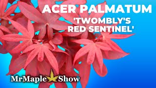 Acer palmatum Twomblys Red Sentinel  Columnar Japanese Maple  MrMaple Clips 🍁 [upl. by Stuart]