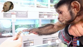 Monkeys Petsmart Adventure NEW FRIENDS [upl. by Ardnod]