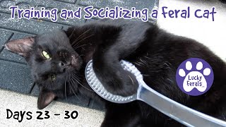 Training And Socializing A Feral Cat  Part 3  Days 23  30  Cat Video Compilation [upl. by Hogg]