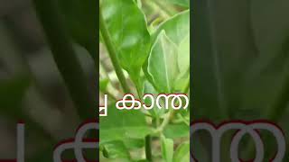 പച്ച കാന്താരി 🌶️ Birds Eye Chilli agriculture hridyamfarm manuretips chilli birdseyechilli [upl. by Irmina906]