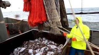 Beam trawling in the North Sea targetting flat fish [upl. by Selestina]