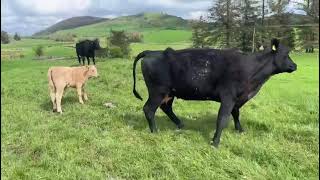 Limousin x amp Aberdeen Angus x Suckler Cows amp Calves [upl. by Uke]