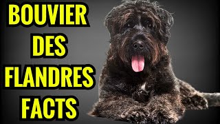 Bouviers des Flandres Facts  Top 13 Facts You Must Know [upl. by Ellecrad]