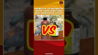 Probiotik vs Antibiotik  Mana yang Lebih Baik Bagi Kesehatan Ayam [upl. by Aneehc]