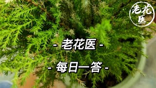 【每日问答】桂花每个叶尖都发黄怎么回事？蓝雪花还能救活吗？QampA Osmanthuss leaves withered Cape leadwort is almost dead [upl. by Roche]