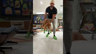 Angry Golden Retriever Tries On Crocs 😡🐶 dogcrocs goldenretriever dogdad [upl. by Orabelle]