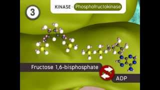 Glycolysis The Reactions [upl. by Alletnahs]