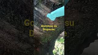 Disinfezione con mastice medicato sui punti di fuoriuscita della linfa che si trasforma a gomma 🤠🌿 [upl. by Crawford]