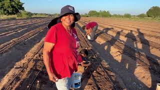 Nos mandó desde angostura el amigo Heraclio montoya planta de cebolla para doña Ramona y Rosario [upl. by Joiner432]