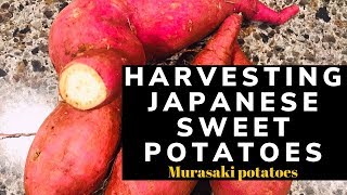 Harvesting Japanese Sweet Potato Growing [upl. by Rudich]