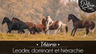 • THÉORIE • Leader dominant et hiérarchie [upl. by Asetal]