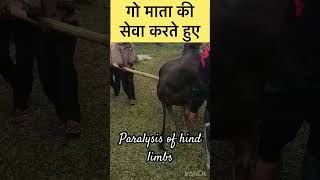 Paralysis of hind limbs l Dr Umar khan [upl. by Sonstrom]