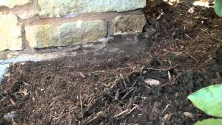 Termite Inspection Video [upl. by Odella]