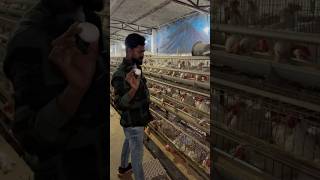 Layer Poultry farming karne ka Sahi Tarika shorts viralvideo layer farming tanweer goatfarm [upl. by Cirded389]