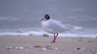 Mediterranean Gull Schwarzkopfmöwe Ichthyaetus melanocephalus Algarve Portugal [upl. by Mcnutt60]