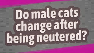 Do male cats change after being neutered [upl. by Itagaki]