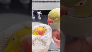 Green And Yellow Parrot  Parrot sounds shorts ytshorts birds parrot angelthevlogerr viral [upl. by Aehsat]