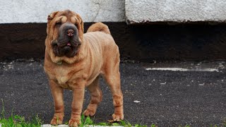 Getting to Know the Chinese SharPei Prey Drive and How to Coexist with Small Animals [upl. by Nov]