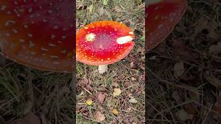 Huge fly agaric mushrooms 🍄 [upl. by Kinnard]