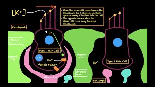 The Vestibular System [upl. by Nahte]