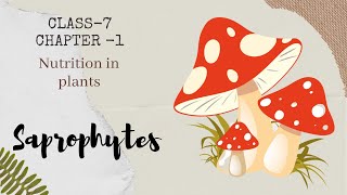 Saprophytes  Chapter  1  Nutrition in Plants  Science  Class  7 [upl. by Natsirt]