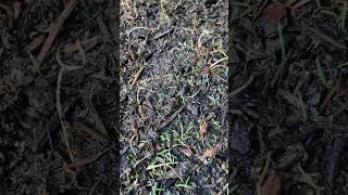 Zenith Zoysia Seed Germinating 11 day update [upl. by Jordon]