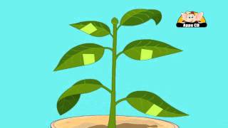 Learn About Plants  Photosynthesis Experiment 2 [upl. by Cobbie274]