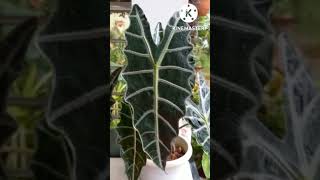 Alocasia Plant Care  Beautiful Plant Alocasia Amazonica [upl. by Harolda301]