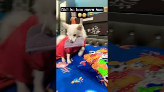 Didi ka box mera hua🤪🐶 doglover cocolove cocoarmy cute trending funny ytshorts shortsfeed [upl. by Nylaret]