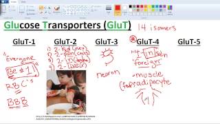 Sugar Transporters GLUTs and SGLTs [upl. by Robma]