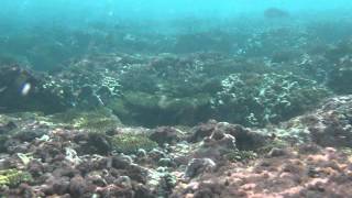 Snorkeling in Christmas Island Kiribati [upl. by Eniffit415]