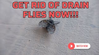 If Drain Flies are Driving You Crazy  Try This [upl. by Nnep]