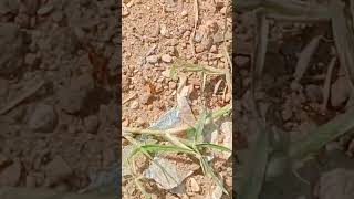 A bulk amount of Red ants searching for food in the field evolutionary ecology [upl. by Arst170]